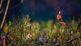 Jezioro Wesołek w marcu 2020 - zdjęcie 3