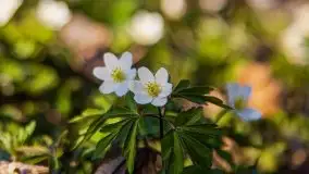 Mamerki i okolice pod koniec marca 2020 - zdjęcie 5