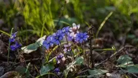 Mamerki i okolice pod koniec marca 2020 - zdjęcie 21