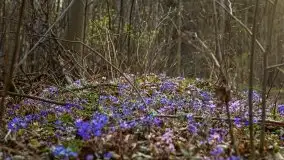 Mamerki i okolice pod koniec marca 2020 - zdjęcie 33