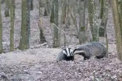 Borsuki na zdjęciach Jana Olchówki - zdjęcie 24