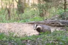 Borsuki na zdjęciach Jana Olchówki - zdjęcie 20