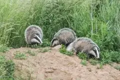 Borsuki na zdjęciach Jana Olchówki - zdjęcie 9