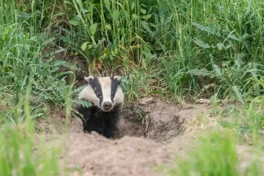Borsuki na zdjęciach Jana Olchówki - zdjęcie 4