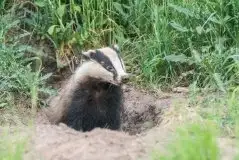 Borsuki na zdjęciach Jana Olchówki - zdjęcie 3