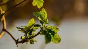 Złote jezioro Dejguny w kwietniowym słońcu - zdjęcie 3