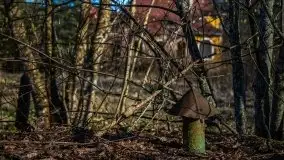 Ruiny Pałacu w Mieduniszkach Wielkich - zdjęcie 64