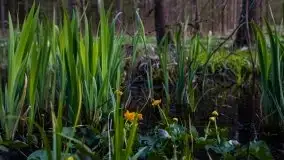 Wiosna w lesie miejskim w Giżycku pod koniec kwietnia - zdjęcie 3