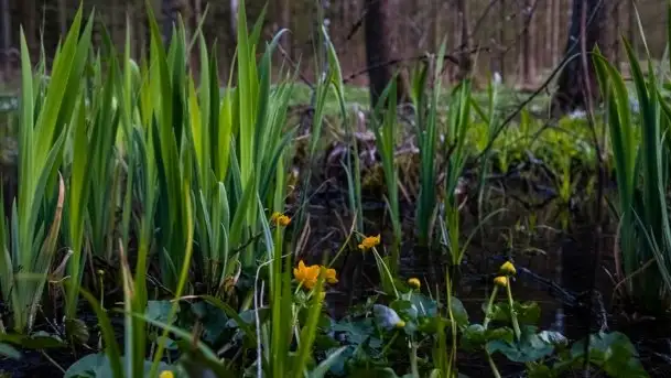 Wiosna w lesie miejskim w Giżycku pod koniec kwietnia - zdjęcie 3