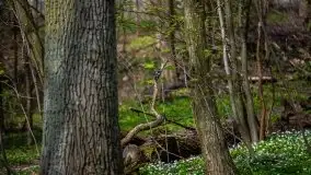 Wiosna w lesie miejskim w Giżycku pod koniec kwietnia - zdjęcie 12