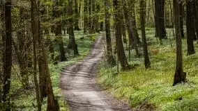 Wiosna w lesie miejskim w Giżycku pod koniec kwietnia - zdjęcie 18