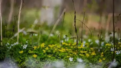 Wiosna w lesie miejskim w Giżycku pod koniec kwietnia