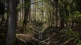 Wiosna w lesie miejskim w Giżycku pod koniec kwietnia - zdjęcie 15