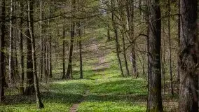 Wiosna w lesie miejskim w Giżycku pod koniec kwietnia - zdjęcie 23