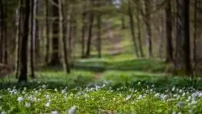 Wiosna w lesie miejskim w Giżycku pod koniec kwietnia - zdjęcie 31