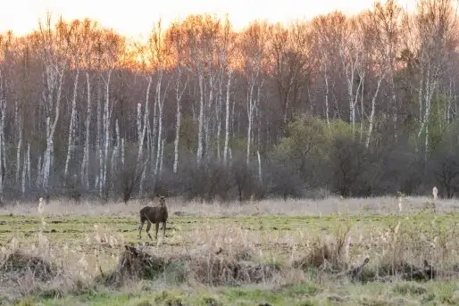 Zdjęcia: Mazurska wiosna na zdjęciach Janka Olchówki - zdjęcie 5