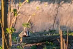 Zdjęcia: Mazurska wiosna na zdjęciach Janka Olchówki - zdjęcie 1