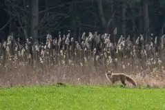 Zdjęcia: Mazurska wiosna na zdjęciach Janka Olchówki - zdjęcie 9