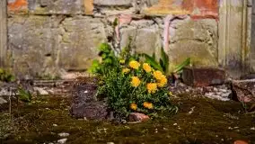 Zdjęcia: Pałac w Prośnie – monumentalna, romantyczna i tajemnicza ruina - zdjęcie 16