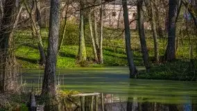 Zdjęcia: Pałac w Skandławkach – do kupienia romantyczna pozostałość dawnych Mazur - zdjęcie 33