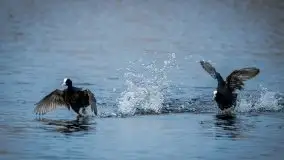 Mazurska i wiosenna flora i fauna na zdjęciach Staszka Sielewicza - zdjęcie 18