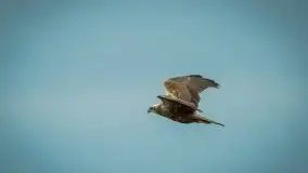 Mazurska i wiosenna flora i fauna na zdjęciach Staszka Sielewicza - zdjęcie 25