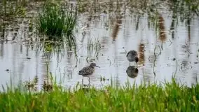 Mazurska i wiosenna flora i fauna na zdjęciach Staszka Sielewicza - zdjęcie 11