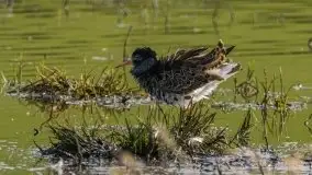 Mazurska i wiosenna flora i fauna na zdjęciach Staszka Sielewicza - zdjęcie 27