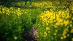 Mazurska i wiosenna flora i fauna na zdjęciach Staszka Sielewicza - zdjęcie 12