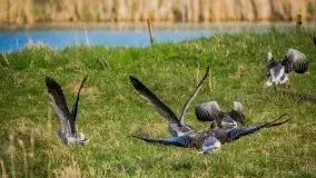 Mazurska i wiosenna flora i fauna na zdjęciach Staszka Sielewicza - zdjęcie 24