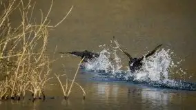 Mazurska i wiosenna flora i fauna na zdjęciach Staszka Sielewicza - zdjęcie 32