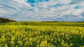 Mazurskie pola rzepaku na początku maja 2020 r. - zdjęcie 2