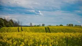 Mazurskie pola rzepaku na początku maja 2020 r. - zdjęcie 17