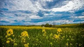 Mazurskie pola rzepaku na początku maja 2020 r. - zdjęcie 28