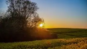 Złoto w kolorach słońca i rzepaku, maj 2020.r - zdjęcie 27