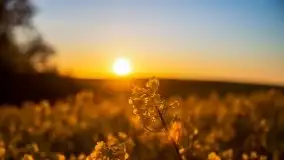 Złoto w kolorach słońca i rzepaku, maj 2020.r - zdjęcie 6