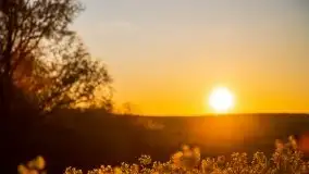 Złoto w kolorach słońca i rzepaku, maj 2020.r - zdjęcie 31