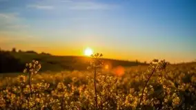 Złoto w kolorach słońca i rzepaku, maj 2020.r - zdjęcie 21