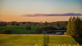 Złoto w kolorach słońca i rzepaku, maj 2020.r - zdjęcie 49