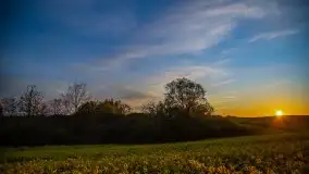 Złoto w kolorach słońca i rzepaku, maj 2020.r - zdjęcie 57