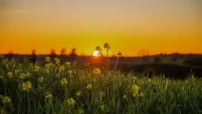 Złoto w kolorach słońca i rzepaku, maj 2020.r - zdjęcie 47