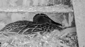 Niemy świadek mazurskich jezior spoczywa koło Rynu - zdjęcie 36