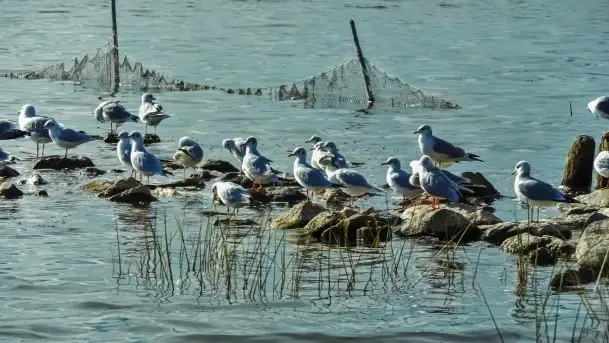 Zdjęcia: Poradnik - motorowodne Mazury - jeziora Święcajty, Stręgiel - zdjęcie 7
