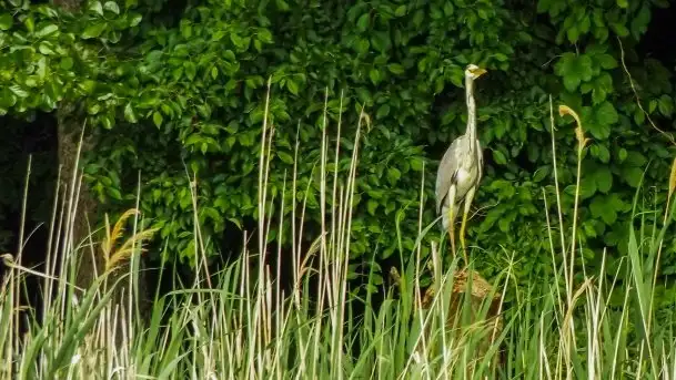 Zdjęcia: Poradnik - motorowodne Mazury - jezioro Śniardwy - zdjęcie 9