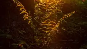 Kolejny raz magia zachodu słońca, okolice jez. Jagodne - zdjęcie 8