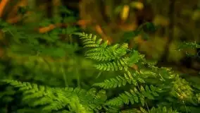 Kolejny raz magia zachodu słońca, okolice jez. Jagodne - zdjęcie 30