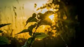 Miłośnicy Mazur - majowe Mazury na zdjęciach Staszka Sielewicza - zdjęcie 10