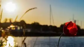 Wschód słońca w Giżycku, jezioro Niegocin - zdjęcie 71