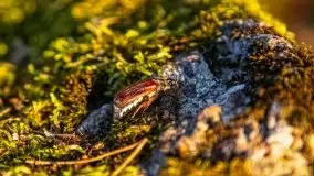 Zachód słońca nad jeziorem Gołdopiwo - zdjęcie 29