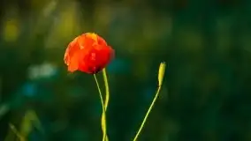 Zachód słońca nad jeziorem Gołdopiwo - zdjęcie 14